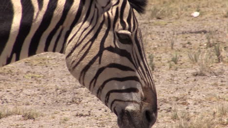 Plains-zebra-moves-left-to-right-and-leaves-the-frame
