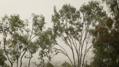 Australian-native-bushland-in-Lamington,-Scenic-Rim-under-gentle-rain-and-wind