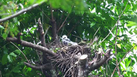 Ein-Haubenadlerküken-Mit-Weißen-Federn-Schützt-Sich-Vor-Dem-Regen-Unter-Den-Blättern-über-Seinem-Nest