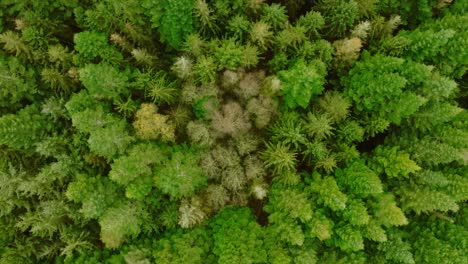 Vertical-drone-shot,-moving-forward,-of-pine-trees,-and-deciduous-trees,-seen-from-above-and-from-a-low-height-which-makes-the-perspective-somewhat-unusual