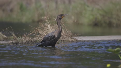 Cormorant-standing-in-flowing-river-water-looking-around