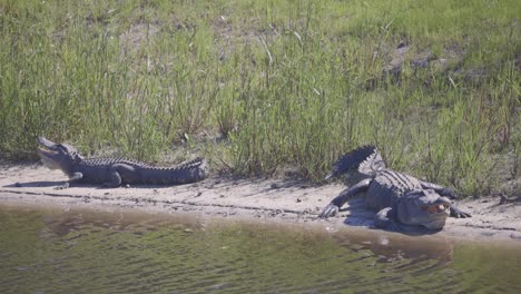 Blick-Auf-Zwei-Alligatoren,-Die-Mit-Offenem-Mund-Am-Strand-Sitzen