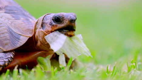 Angulate-red-belly-tortoise-snacking-on-green-lettuce
