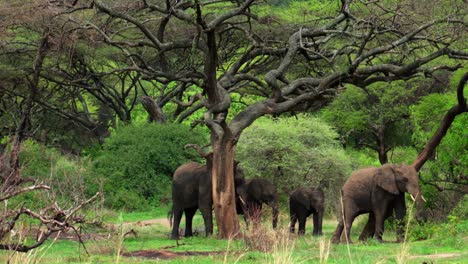 Elephants-rub-against-a-tree-as-they-walk-past