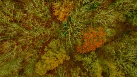 Vertical-drone-shot,-moving-diagonal,-of-all-most-bare-deciduous-trees-in-fall,-seen-from-above,-and-from-a-low-height,-which-makes-the-perspective-look-somewhat-unusual