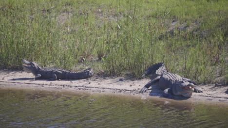 Two-alligators-sitting-on-beach-along-water-with-mouths-open
