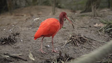 Close-up-shot-of-red-Ibis-searching-for-food-in-bird-sanctuary