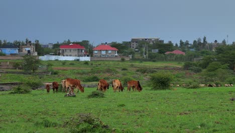 A-shepherd-grazes-his-herd-of-goats-and-cows-in-a-meadow-behind-houses