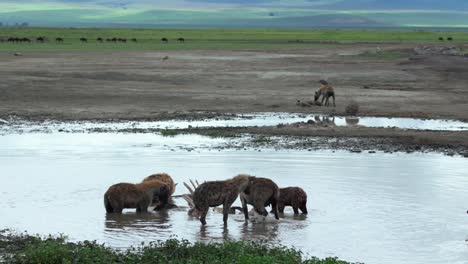 Hyänen-Zerreißen-Einen-Nilpferdkarkus-Im-Wasser