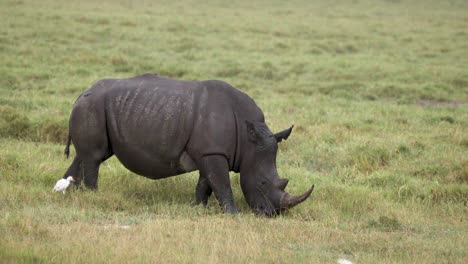 Rinoceronte-Africano-Con-Garceta-Bueyera-Sobre-Sabana-Verde-En-Kenia,-África-Oriental