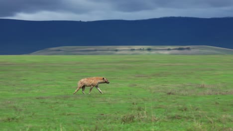 Eine-Hyäne-Läuft-Bei-Tageslicht-Schnell-über-Das-Grasland