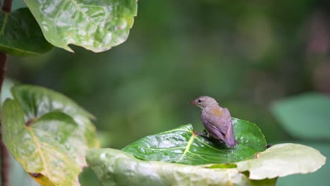 Cabai-Bunga-Api-bird-or-Orange-bellied-flowerpecker-bathing-on-the-leaf