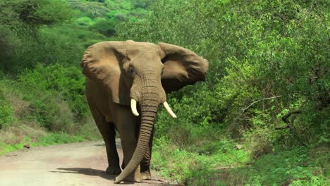 Ein-Großer-Elefantenbulle-Stürmt-Eine-Straße-Entlang
