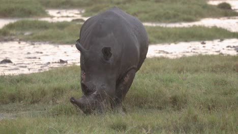 Black-Rhino-Feeds-On-Grassy-Wetland-In-Aberdare-National-Park,-Kenya-Africa