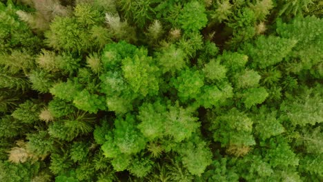 Vertical-drone-shot,-moving-faster-upwards,-of-pine-trees-seen-from-above-and-from-a-low-height-which-makes-the-perspective-somewhat-unusual