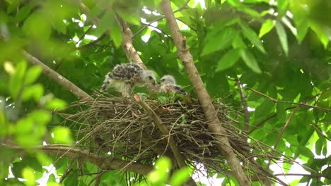 two-crested-goshawk-chicks-are-in-the-nest,-waiting-for-their-parents-to-come-with-food