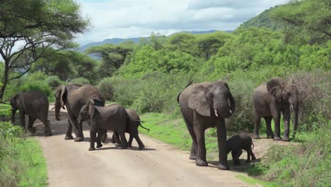 A-heard-of-elephants-protect-an-infant-elephant-as-they-cross-the-road,-flapping-their-ears-as-a-warning