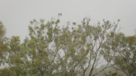 Australian-native-bushland-in-Lamington,-Scenic-Rim-under-gentle-rain-and-wind
