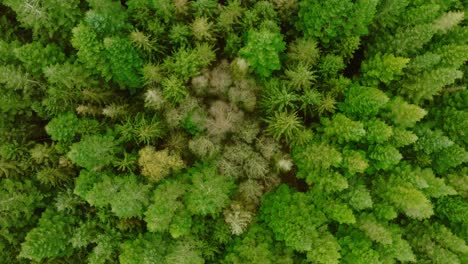 Vertical,-slowly-spinning,-drone-shot-of-pine-trees,-and-deciduous-trees,-seen-from-above-and-from-a-low-height-which-makes-the-perspective-look-somewhat-unusual