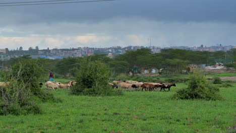 A-black-shepherd-walks-with-his-goats-and-sheep-through-a-green-pasture-in-Africa
