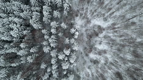 Drone-shot-over-snow-covered-fir-forest-and-trees-without-leaves,-dark,-winter-day