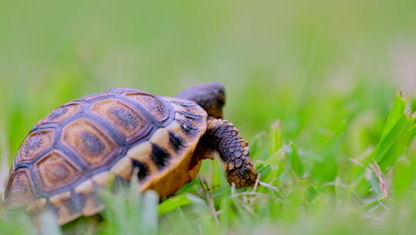 Tiny-baby-angulate-tortoise-moving-over-grass,-closeup-shallow-focus