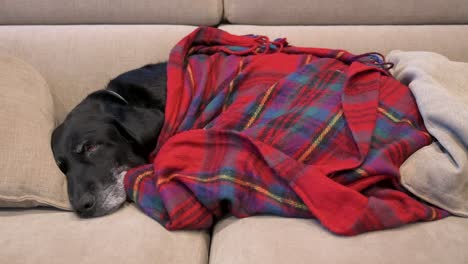 Ein-Alter-Labrador-Hund-Ist-In-Eine-Rote-Decke-Gehüllt,-Während-Er-Auf-Einer-Couch-Ruht