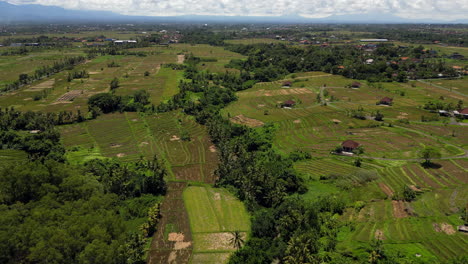 Terrazas-De-Arroz-De-Bali-Y-Tierras-Agrícolas-Cerca-De-Tanah-Lot-Indonesia-Rastreando-Hacia-Adentro-Y-Hacia-Abajo