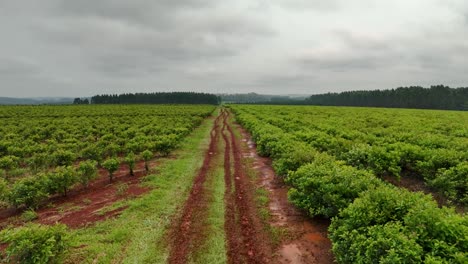 Drone-aerial-landscape-mud-dirt-trail-between-yerba-mate-crop-plantation-trees-agriculture-industry-farming-region-Santa-María-Misiones-Catamarca-Argentina-South-America
