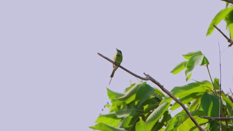 Perched-alone-during-a-very-windy-day-as-it-is-looking-around-for-its-prey,-Little-Green-Bee-eater-Merops-orientalis,-Thailand