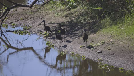 Glossy-Ibis-wading-birds-along-shoreline