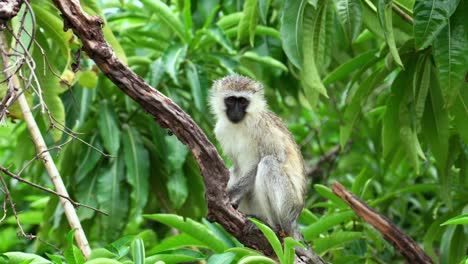 Vervet-Monkey-sitting-in-a-tree-with-green-leaves-as-a-backdrop