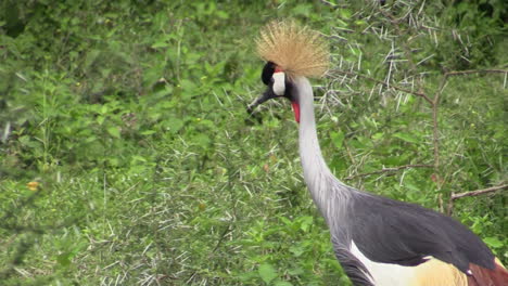 Grey-crowned-crane-walks-through-green-grassland-and-disappears-behind-a-thorny-bush