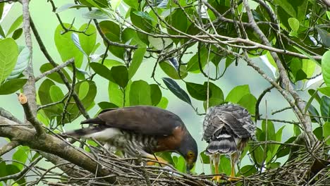 a-mother-crested-goshawk-eagle-teaches-her-chicks-how-to-eat-chameleon-meat-in-a-nest-made-from-a-pile-of-dry-twigs