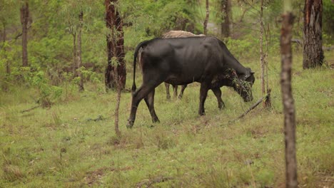 Cattle-eating-grass-in-the-Australian-bush-under-gentle-rain-with-soft-light