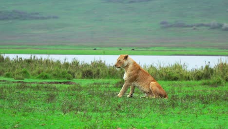 Lioness-sitting-in-green-grass-yawns-as-she-looks-around