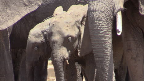 Zwei-Junge-Afrikanische-Elefanten,-Umgeben-Von-Ihren-Müttern-Und-Ameisen,-In-Einem-Flussbett-In-Ostafrika
