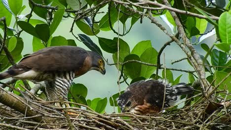 an-adult-crested-goshawk-eagle-with-brown-feathers-is-being-fed-by-a-green-chameleon-by-its-mother