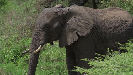 A-large-elephant-walks-through-thorn-bushes