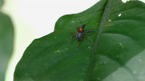 Seen-on-a-leaf-as-the-camera-zooms-out-and-slides-to-the-right,-Metapocyrtus-ruficollis,-Philippines