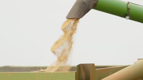 Wheat-being-pourd-into-trailer-in-a-close-up-shot