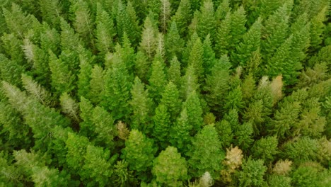 45-degree-drone-shot,-moving-forward,-of-pine-trees,-seen-from-above