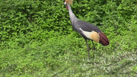 Grey-Crowned-crane-searches-for-food-in-green-grass,-slowly-moving-right-to-left