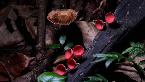Camera-zooms-out-as-the-camera-slides-to-the-left,-Red-Cup-Fungi-or-Champagne-Mushroom-Cookeina-sulcipes,-Thailand