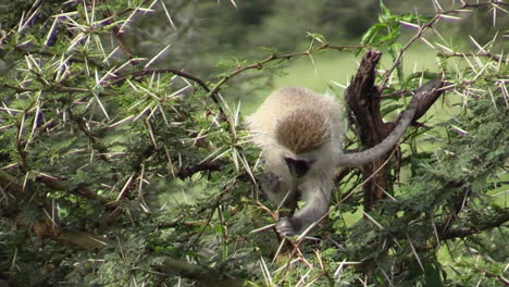 Vervet-monkey-feeding-on-an-acacia-tree