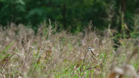 Facing-to-the-left-while-chirping-and-wagging-its-tail,-seen-at-a-grassland,-Brown-Shrike-Lanius-cristatus,-Thailand