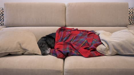 Old-labrador-dog-is-seen-under-a-red-blanket-while-sleeping-in-a-couch