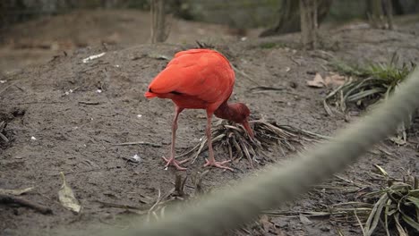 Close-up-of-a-Red-Ibis-with-pink-feathers-and-long-beak-in-bird-sanctuary