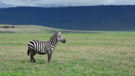 Zebra-Steht-In-Graslandbergen-In-Der-Ferne