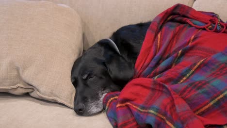 Senior-labrador-dog-rests-under-a-red-blanket-while-napping-on-a-couch